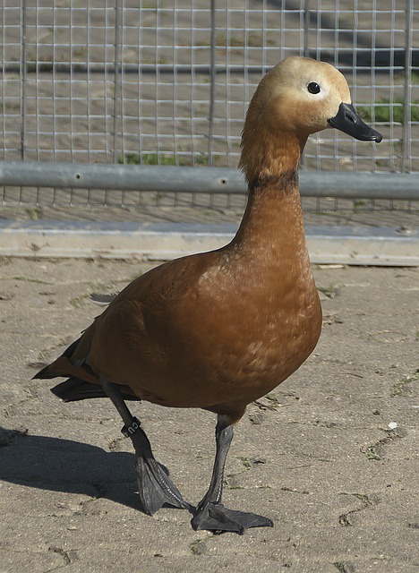 天才